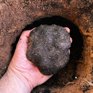 Trufa Negra Silvestre 300grs